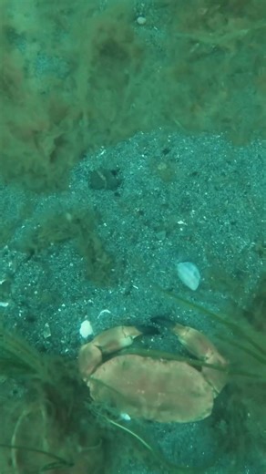 Picking up a massive crab! #spearfishing #freediving #fishing