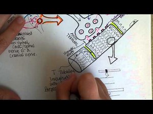 Neuromuscular Junction