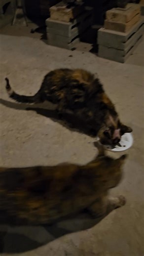 🫶😢! ⭐️🐈‍⬛ | Sébastien Veilleux