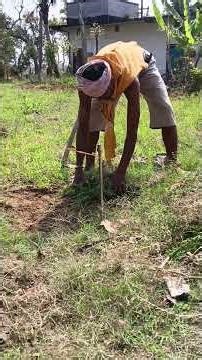 Moringa Plantation Layout