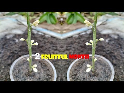 Orange tree cuttings technique to 100% work...