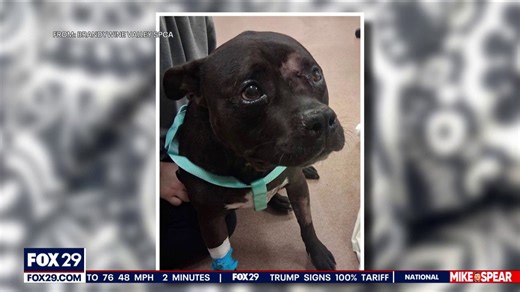 Dog shot in Chester rampage needs surgery