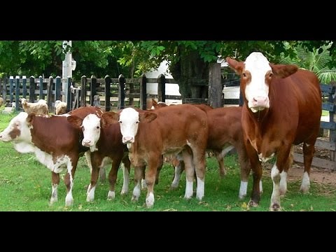 Cría de ganado Simmental para la producción de Leche - TvAgro por Juan Gonzalo Angel