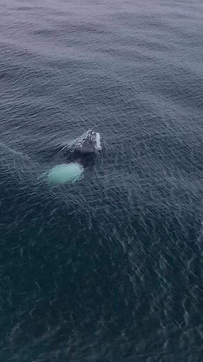 2.8K views · 41 reactions | the humpback whale jumping sounds.amazing real terrific sound of whale.#humpbackwhale #humpbackwhales #whalejump #whalesound #eartharthiry | Earth's Artistry | Facebook