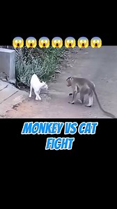 Cat VS monkey fight #animalworld #wildanimal #wildlife #nationalgeographicanimal | Animalworld Wildanimal