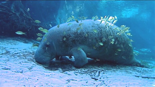 When you’re in Florida waterways, what you’re seeing is probably not a floating, mossy rock but likely a manatee! Manatees face many threats, but one of the most serious – and preventable – is collisions with boats and other watercraft. Like other grazing animals, Florida manatees play an important role in influencing plant growth in the shallow rivers, bays, estuaries, canals and coastal waters they call home. They are swimming along Florida waterways slowly searching for warm waters and beds o