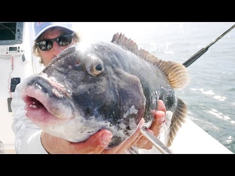 GIANT TAUTOG!! TAUTOG FISHING TIPS - Catch Clean and Cook