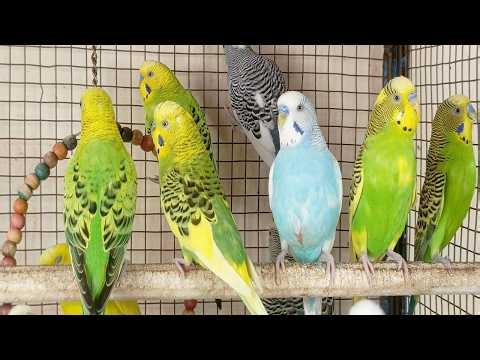 3 Hours Cute Budgie Sounds for Relaxing Parakeet Chirping & Singing