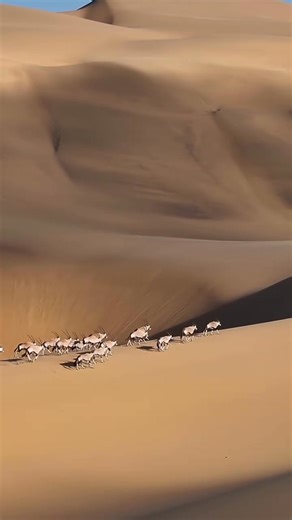 22K views · 446 reactions | Have a fabulous Sunday! video: https://www.instagram.com/solly_levi/ audio: Tom Player•Come With Us | Roar Wildlife News | Facebook