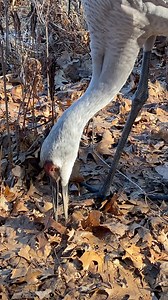358K views · 29K reactions | Two young Sandhill Cranes do some serious poking about to look for nuts and invertebrates to eat. Their parents are the two birds further down the trail. | Jocelyn Anderson Photography | Facebook