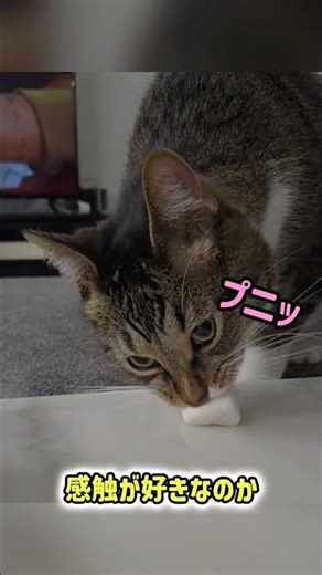 Why do cats love marshmallows?!