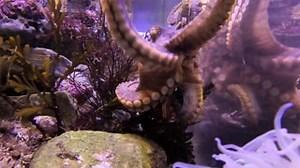 Happy World Octopus Day! 🐙Meet our Two-Spot Octopus—who's enjoying feeding time! Did you know they're named Two-Spot Octopus because they have a spot on each side of their body? You can visit our octopus in the Kelp Forest within the Ecosystems gallery! | California Science Center