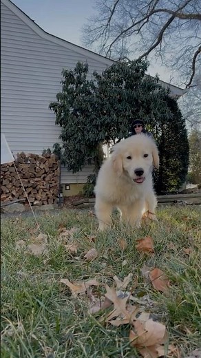 Golden Retriever's Invisible Fence® Training Transformation | Real Before & After