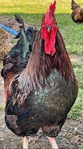 In Loving Memory of Bugsy The World’s Loudest Legend June 24th, 2019 - May 8th, 2025 Today we say goodbye to Bugsy, the rooster who didn’t just crow at sunrise, he screamed names and stole hearts around the globe. Known as the “Crowned King of the Coop”, Bugsy rose to fame not just for waking the neighbors but for waking up the entire internet. With every name he became a social media icon, a household name, and a beloved ambassador of barnyard chaos. He wasn’t just a rooster. He was a trendsett