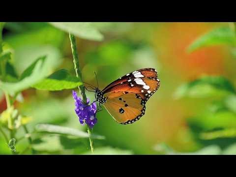 Butterfly Relaxation | 4K Calming Nature Video with Music 🦋 #Butterfly #NatureVideo #relaxing