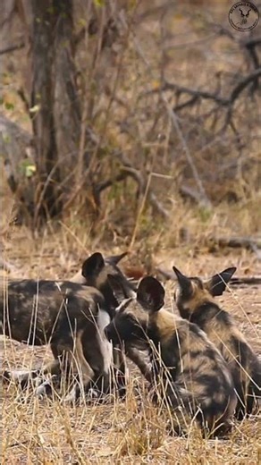 Young Wild Dogs Play Fighting Kruger National Park