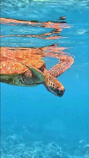 Hawaiian green sea turtle enjoys a day at the beach