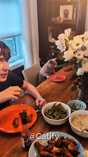 17K views · 278 reactions | Cats at the dining table!❤️ #catsfunny #catsfunnyvideos #funnycatsmeow #catslife #cats | Catify | Facebook