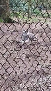Oggi andiamo al New Forest Wildlife Park! Mio figlio è molto emozionato e non vede l'ora di vedere i lupi. Buona Pasquetta a tutti :) | Meraviglie di Londra