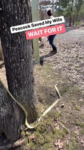 Peacock Saves My Wife From Turkey Count it All Joy with Mrs. Dutch | Keeping It Dutch