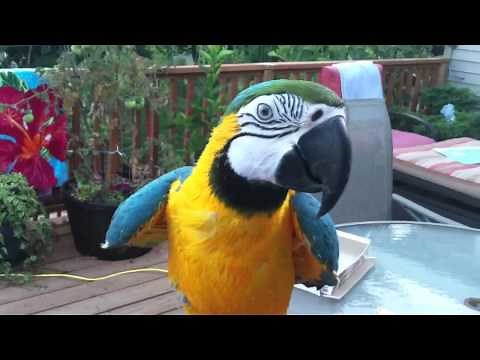 My blue & gold Macaw