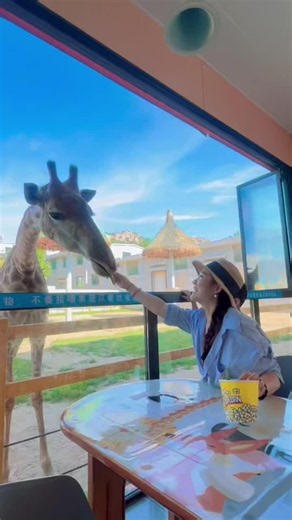 When your lunch date is a giraffe… 🦒 Xixiakou Shendiao Wildlife World in #Weihai, #China!