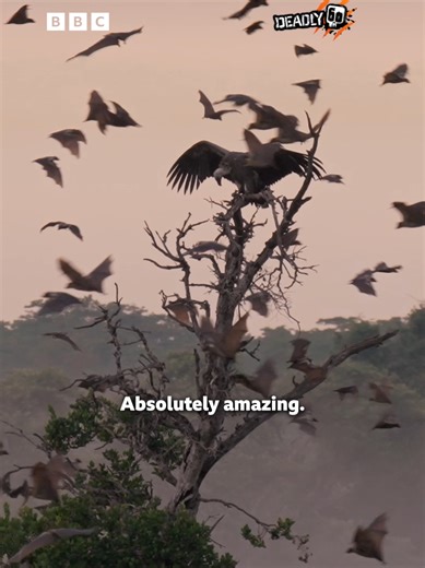 Imagine waking up to this 🦇🥹🦇 Catch Deadly 60 on #CBBC & #BBCiPlayer