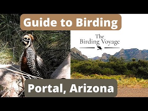 A Guide to Birding Portal, Arizona. Over 75 Species! #birding #birds #birdwatching #birdspecies