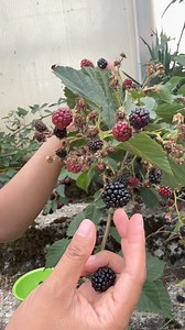 Free blackberry in our backyard garden. | Pearly Alms