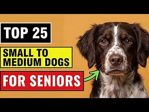 25 Best Small to Medium Dog Breeds for Seniors (Ranked From Good to Perfect!)