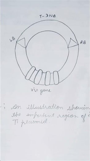 Ti plasmid structure/Diagram of Ti plasmid