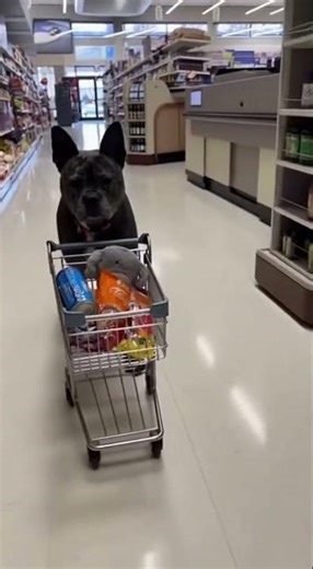 My Dog Goes Grocery Shopping Alone!