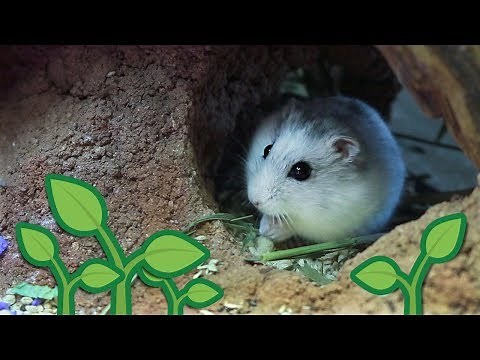 Winter White Dwarf Hamster Explores Natural-ish Tank
