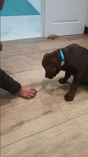 Labrador Training Tips: How to Raise a Well-Behaved Dog #labrador#shorts ‪@Street_Dog_Pluto‬