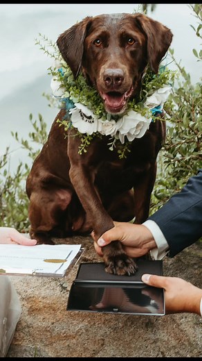 Did you know it is legal in Colorado to have your dog as your witness ... | TikTok