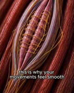 Muscle SpindlesThe Silent Sensors Behind Every Movement