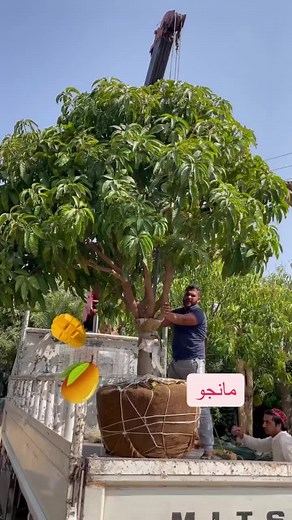 فيديوهات أنشأها Ramiz Gandy Khalil (@ramizgandykalil) باستخدام