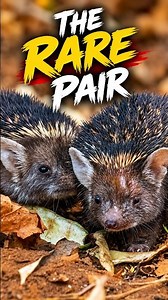 The Rarest Animal On This Jhalana Trip Wasn't Leopard But Hedgehogs