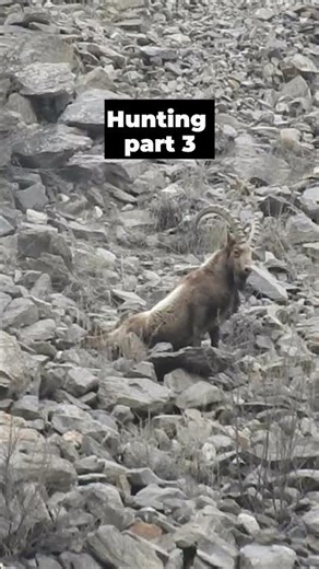 Himalayan Ibex Hunting in Mountains, Part 3.