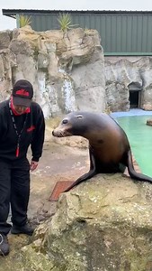 Biffo's missing you lot, are you missing him? Here's Ellie to show us how we care for the older member of our Sea Lion family! #ClosedButStillCaring | Knowsley Safari