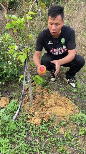 Spring's Uninvited Guests: Red Imported Fire Ants Invasion