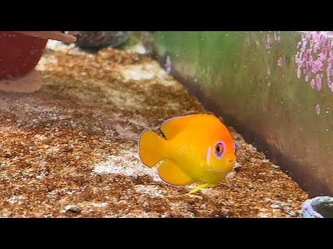 Lemonpeel Angelfish 4K60 HDR
