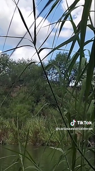 Videos de calderon (@carlosxaviercalderon) con “sonido original - WebPlus”