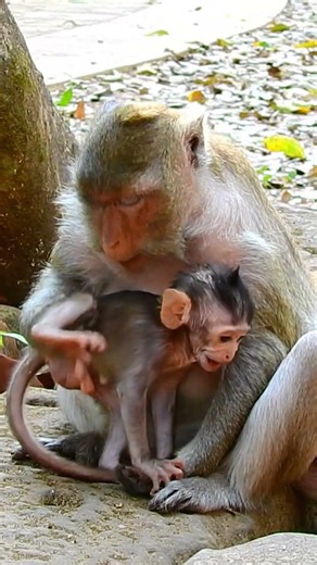 Poor baby cry prolong call mom help #shorts #shortvideo #shortsfeed #babyanimal #babymonkey #monkey