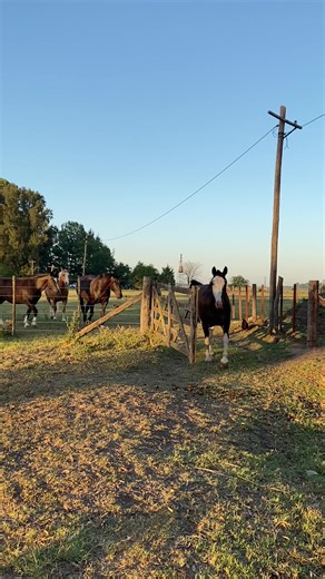 Explorando la Belleza de los Caballos en el Campo Argentino 🐎