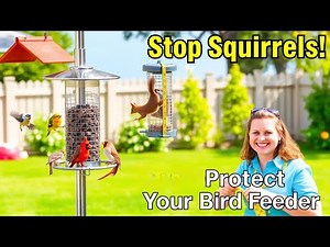 How to Install a Squirrel Proof Bird Feeder
