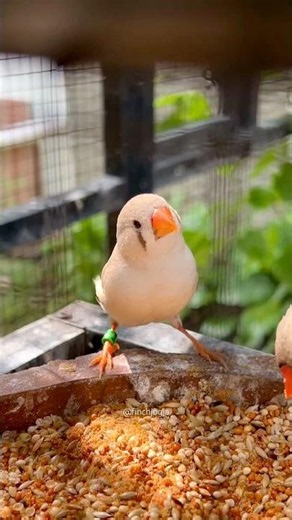 zebra finch 😍😍😍 #birds #lovebirdsfarming #zebrafinchbreeding