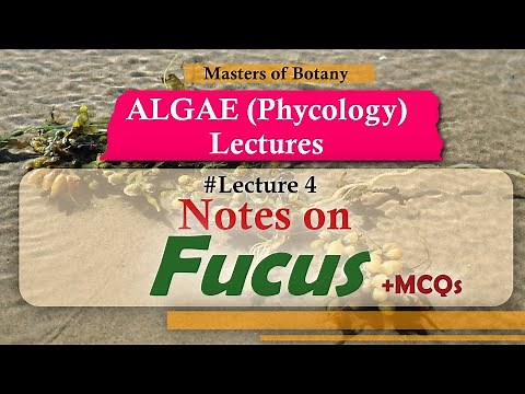 Lecture 4 | Fucus Life Cycle (Phaeophyceae) | Algae (Phycology) Lecture + Notes