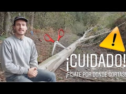 CUTTING a fallen tree with a CHAINSAW