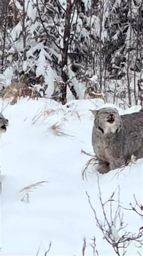 Wild Lynx Call – Natural Forest Sound #asmr #nature #wildlife #lynx